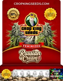 Russian Cream Feminized