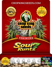 Sour Runtz Feminized