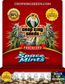 Space Mints Feminized