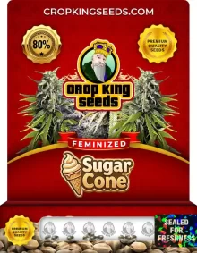 Sugar Cone Feminized