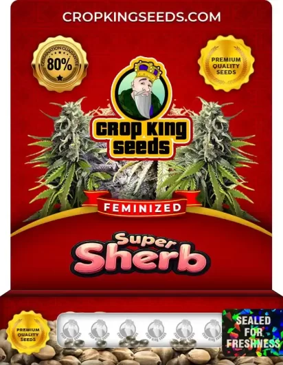 Super Sherb Feminized