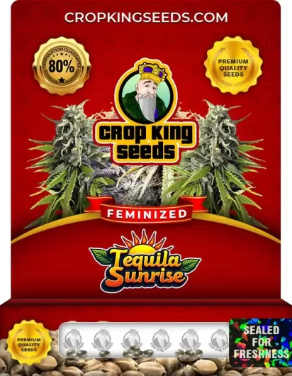 Tequila Sunrise Feminized