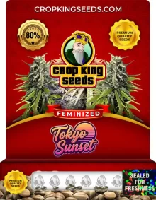 Tokyo Sunset Feminized