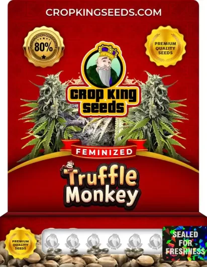 Truffle Monkey Feminized