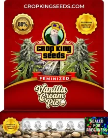 Vanilla Cream Pie Feminized