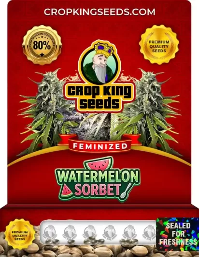 Watermelon Sorbet Feminized
