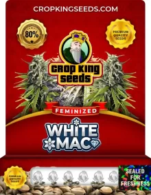 White Mac Feminized
