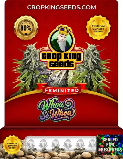 Whoa Si Whoa Feminized