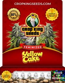 Yellow Cake Feminized