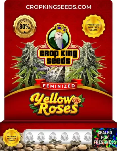 Yellow Roses Feminized