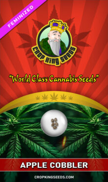 Apple Cobbler Strain Feminized