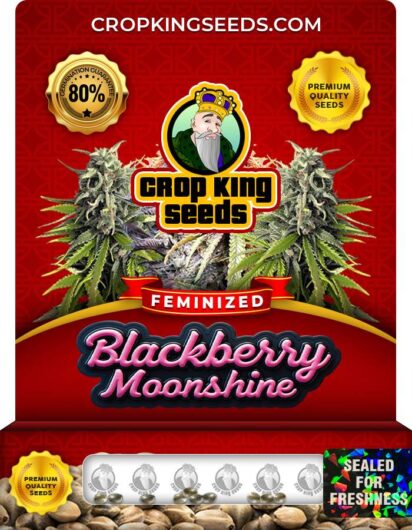 Blackberry Moonshine Strain