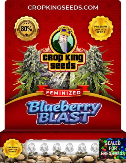 Blueberry Blast Strain
