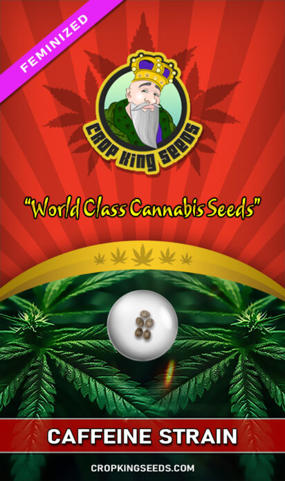 Buy Caffeine Strain Feminized