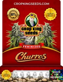 Churros Strain Feminized