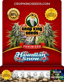 Hawaiian Snow Strain