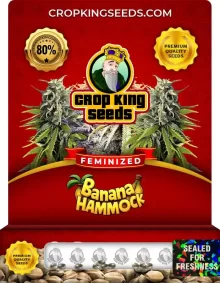 Banana Hammock Strain