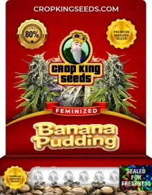 Banana Pudding Strain