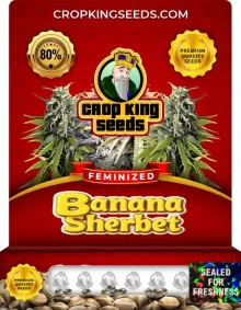 Banana Sherbet Strain