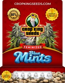 Blue Mints Strain