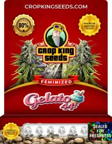 Gelato 44 Strain