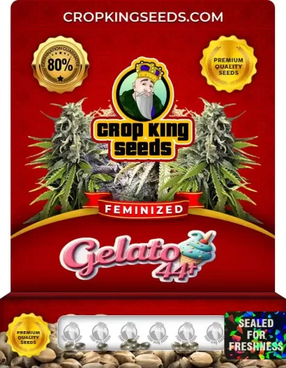 Gelato 44 Strain