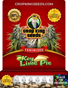 Key Lime Pie Strain