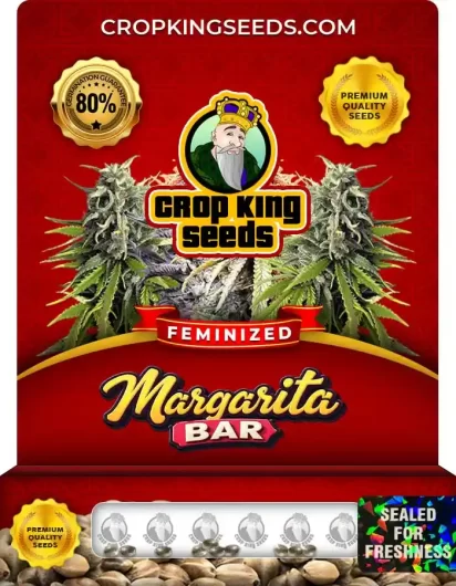 Margarita Bar Strain