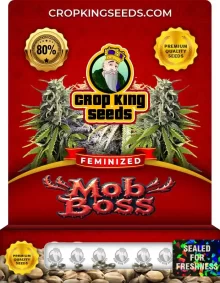 Mob Boss Strain