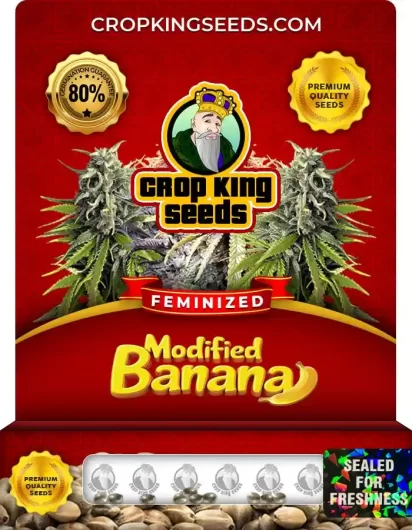 Modified Banana Strain