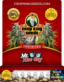 Mr. Nice Guy Strain Feminized Marijuana Seeds