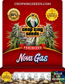 Nova Gas Strain