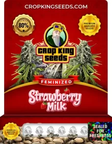 Strawberry Milk Strain