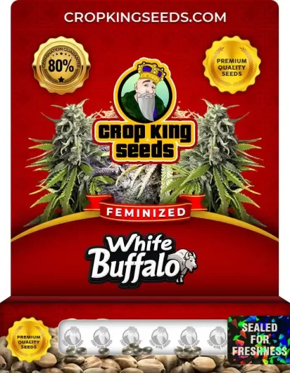 White Buffalo Strain