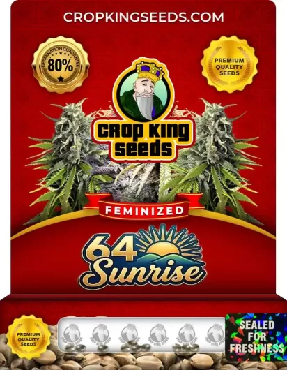 64 Sunrise Feminized