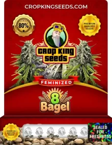 8 Bagel Feminized