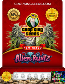Alien Runtz Strain Feminized