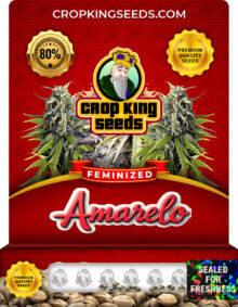 Amarelo Strain Feminized