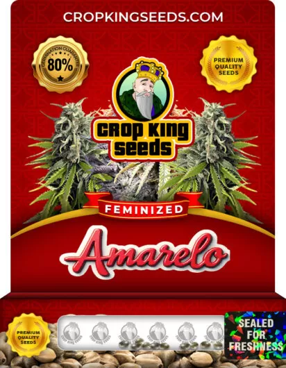 Amarelo Strain Feminized