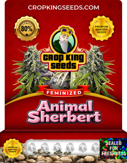 Animal Sherbert Strain Feminized