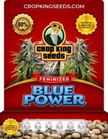 Blue Power Strain