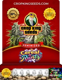 Cereal Runtz Feminized