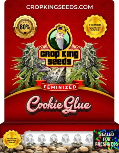 Cookie Glue Feminized