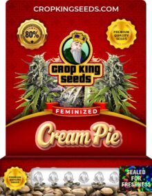 Cream Pie Feminized