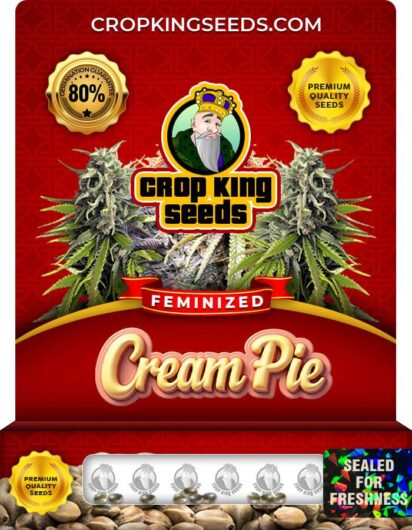 Cream Pie Feminized