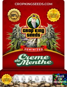 Creme De Menthe Feminized