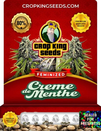 Creme De Menthe Feminized