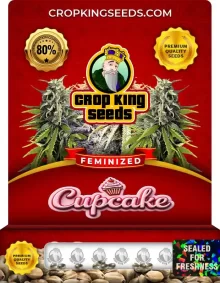 Cupcake Feminized