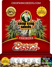 Desert Cooler Feminized