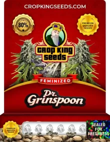 Dr. Grinspoon Feminized